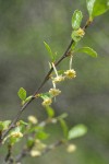 BIrchleaf Mountain Mahogany blossoms & foliage
