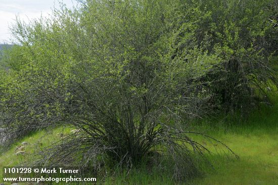 BIrchleaf Mountain Mahogany