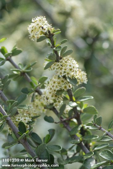 Buckbrush blossoms & foliage