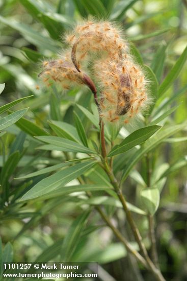 Oleander seedpods & foliage