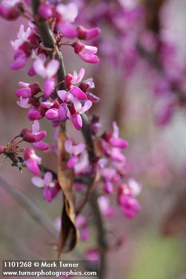 California Redbud blossoms