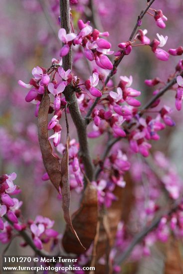 California Redbud blossoms
