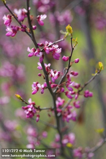California Redbud blossoms