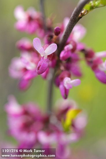 California Redbud blossoms