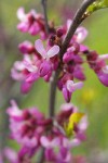 California Redbud blossoms
