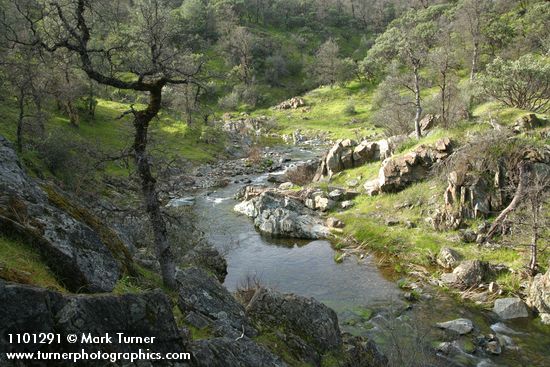 Garry Oak trunk above Salt Creek