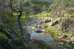 Garry Oak trunk above Salt Creek