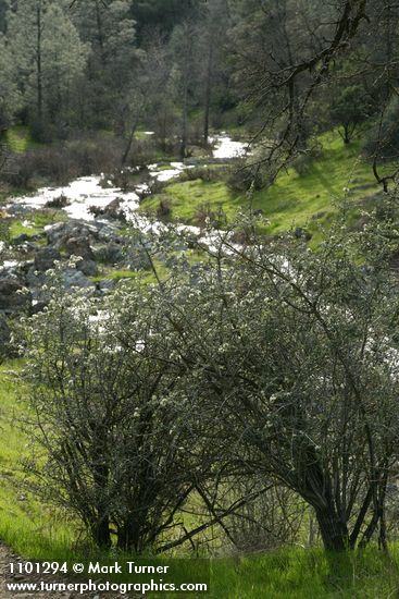 Buckbrush along Salt Creek