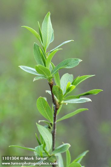 Red Willow new foliage detail