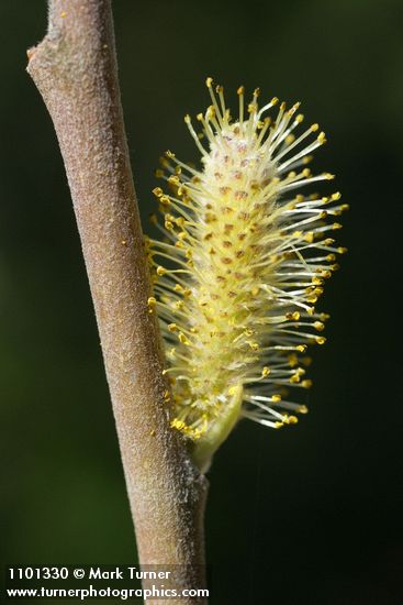 Brewer's Willow male ament detail