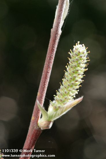 Brewer's Willow female ament detail