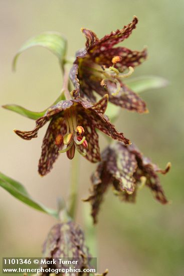 Spotted Mountain Bells blossoms detail