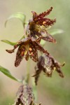 Spotted Mountain Bells blossoms detail