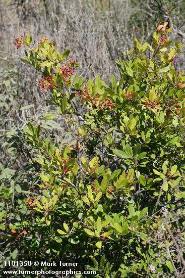 Toyon w/ previous year's fruit