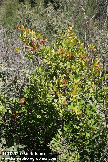 Toyon w/ previous year's fruit