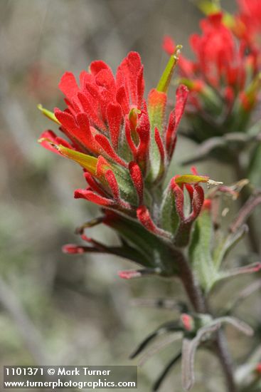 Woolly Paintbrush bracts & blossoms detail