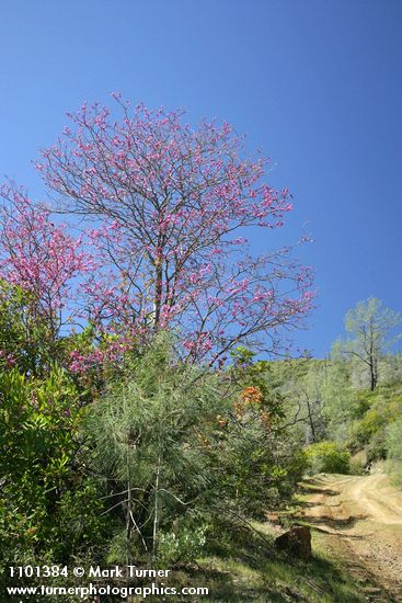 California Redbud beside dirt road