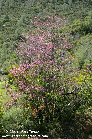 California Redbud w/ chaparral bkgnd