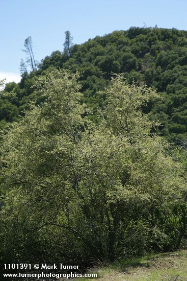 Birchleaf Mountain Mahogany