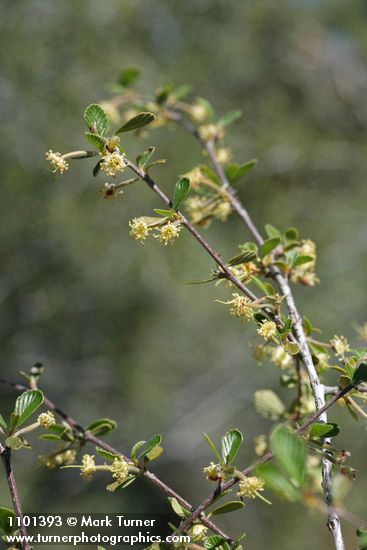 Birchleaf Mountain Mahogany blossoms & foliage