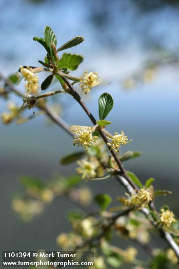 Birchleaf Mountain Mahogany blossoms & foliage