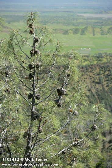 Grey (Ghost) Pine cones at top of tree