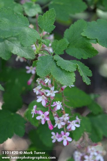 Chaparral Currant blossoms & foliage