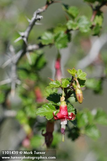 Hillside Gooseberry blossom & foliage