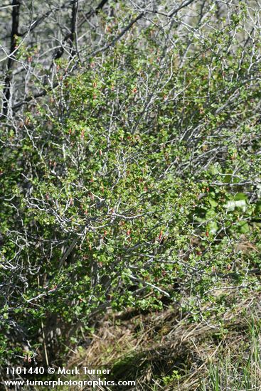 Hillside Gooseberry