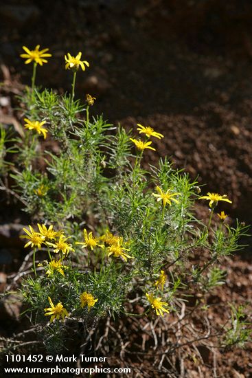 Narrowleaf Goldenbush