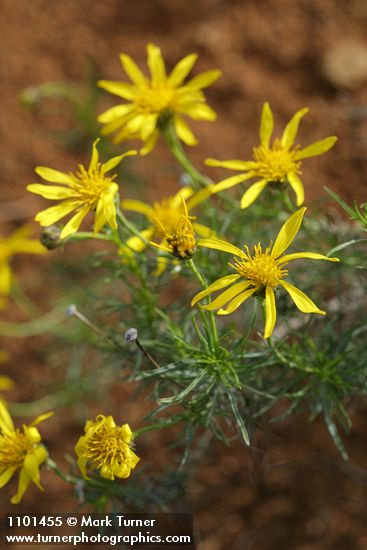 Narrowleaf Goldenbush blossoms & foliage