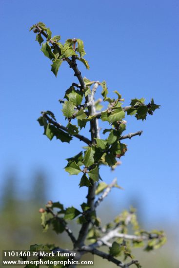 Jepson Ceanothus foliage against blue sky