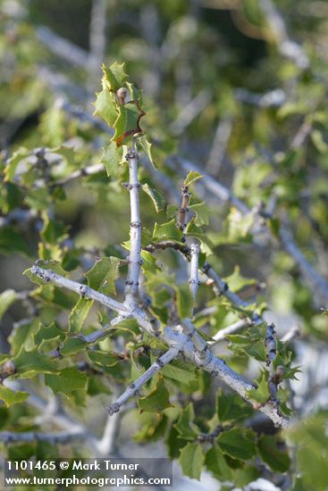 Jepson Ceanothus foliage