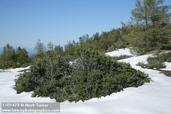 Jepson Ceanothus surrounded by melting snow