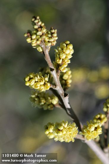 Skunkbush Sumac blossoms