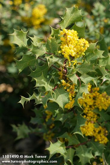 Jepson's Oregon-grape blossoms & foliage