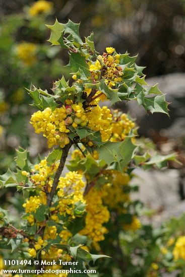 Jepson's Oregon-grape