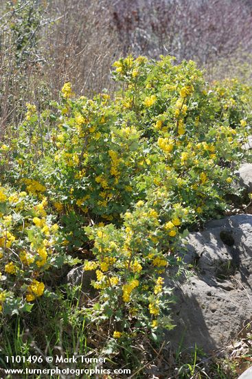 Jepson's Oregon-grape