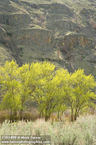 Black Cottonwoods leafing out along Yakima River w/ Big Sagebrush soft fgnd