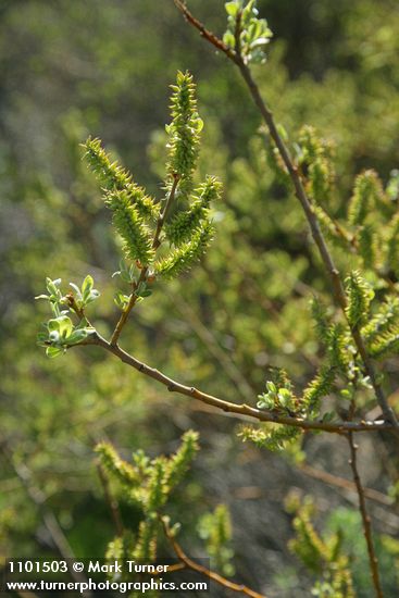 Bebb Willow female aments