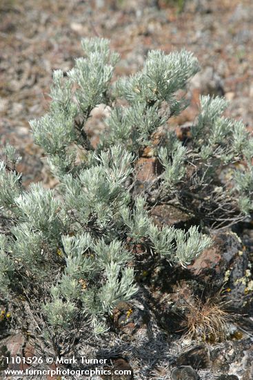 Stiff Sagebrush