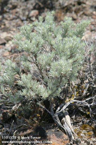 Stiff Sagebrush