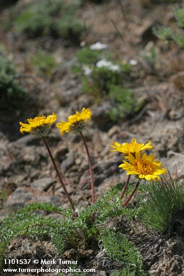 Hooker's Balsamroot