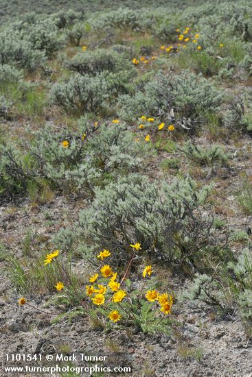 Hooker's Balsamroot w/ Stiff Sagebrush on lithosol