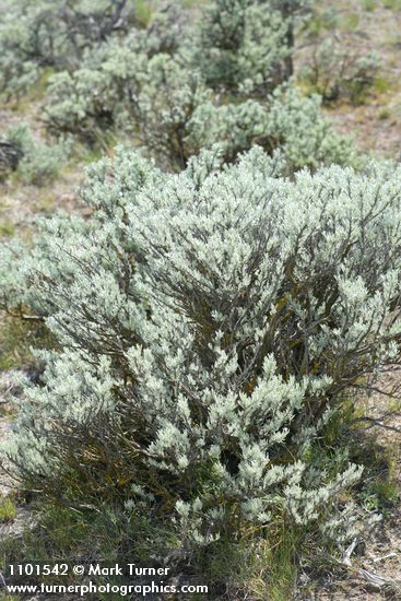 Threetip Sagebrush
