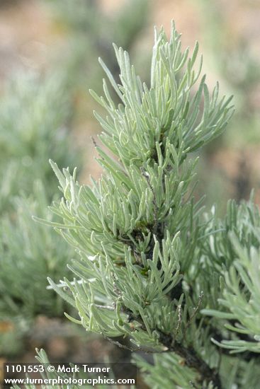 Stiff Sagebrush foliage detail