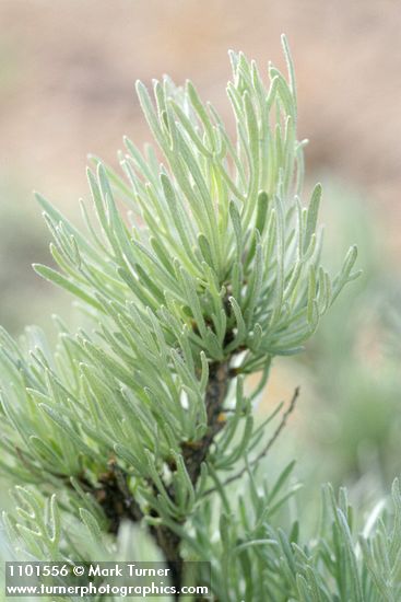Stiff Sagebrush foliage detail