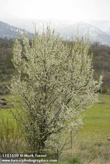 Klamath Plum