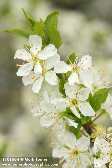Klamath Plum blossoms & emerging foliage detail