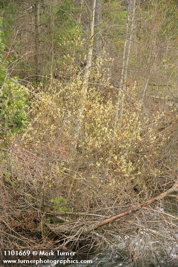 Strapleaf Willow blooming along Eddy Creek